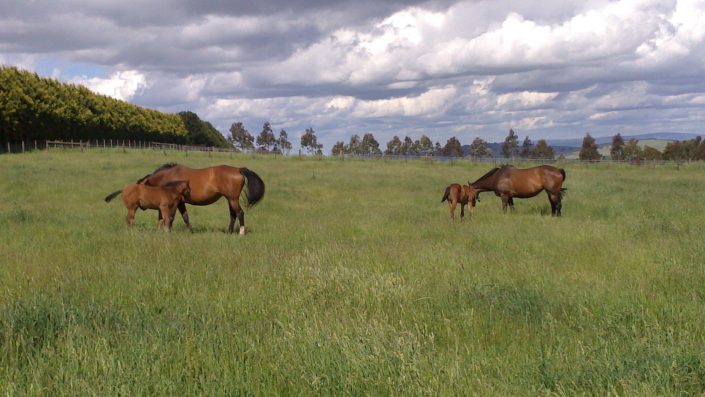 more foal photos 13 152