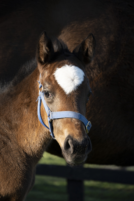 Belsielle x Astern 2025